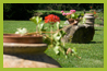 giardino 9