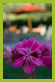 giardino 13