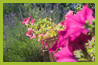 giardino 5